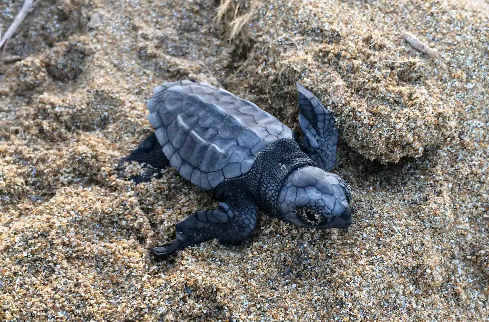 schiusa di Caretta caretta a Cefalonia